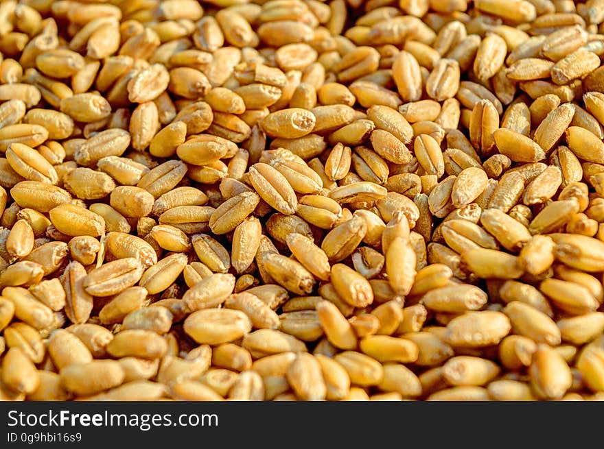 Wheat Kernels