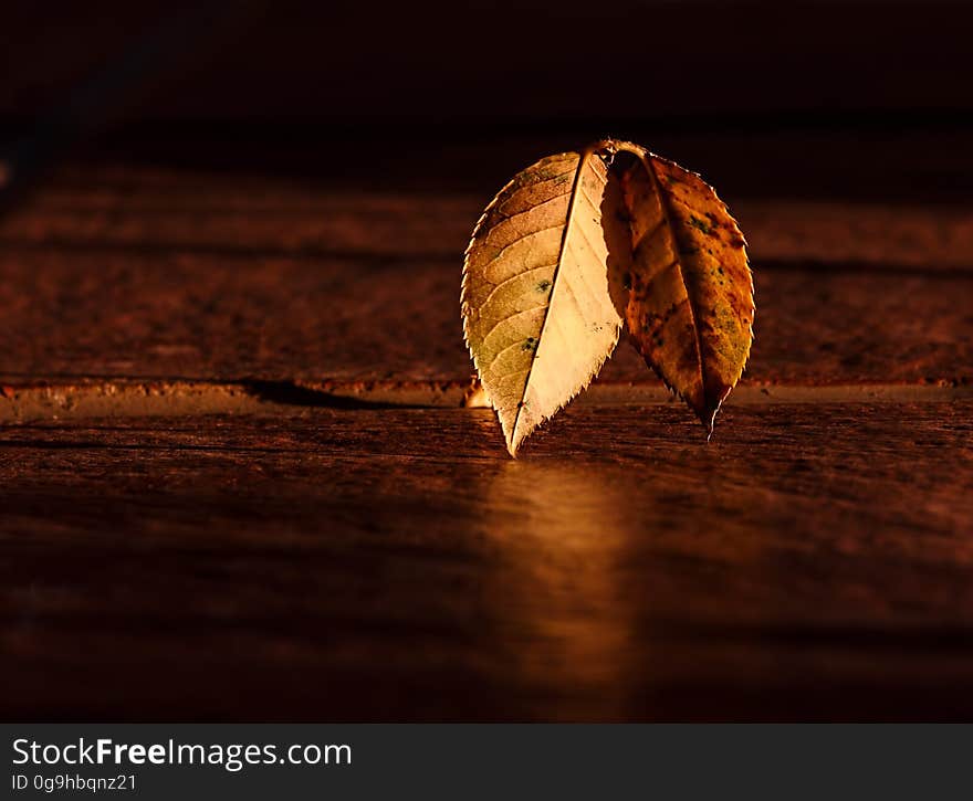 Autumn leaves on wooden background.