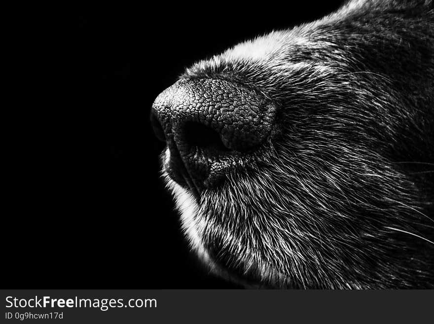 A close up of a dog's nose in black and white. A close up of a dog's nose in black and white.