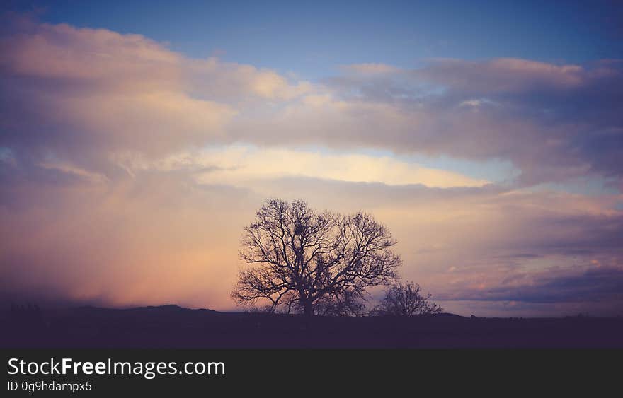 A tree against the sky at sunset or sunrise. A tree against the sky at sunset or sunrise.