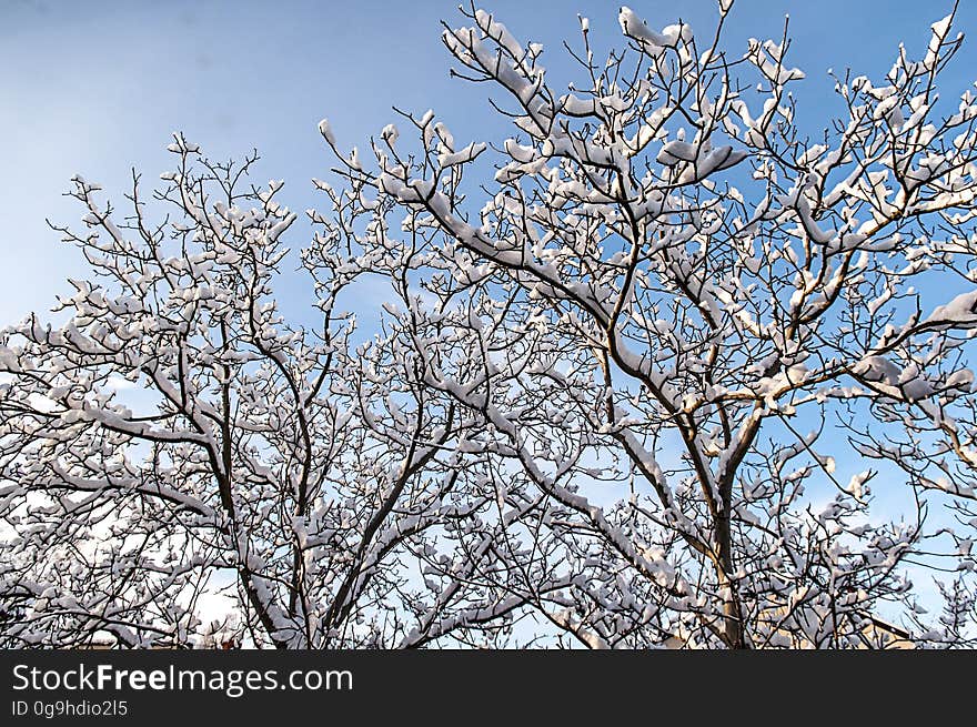 Snow-covered deciduous trees on a winter day. Snow-covered deciduous trees on a winter day.