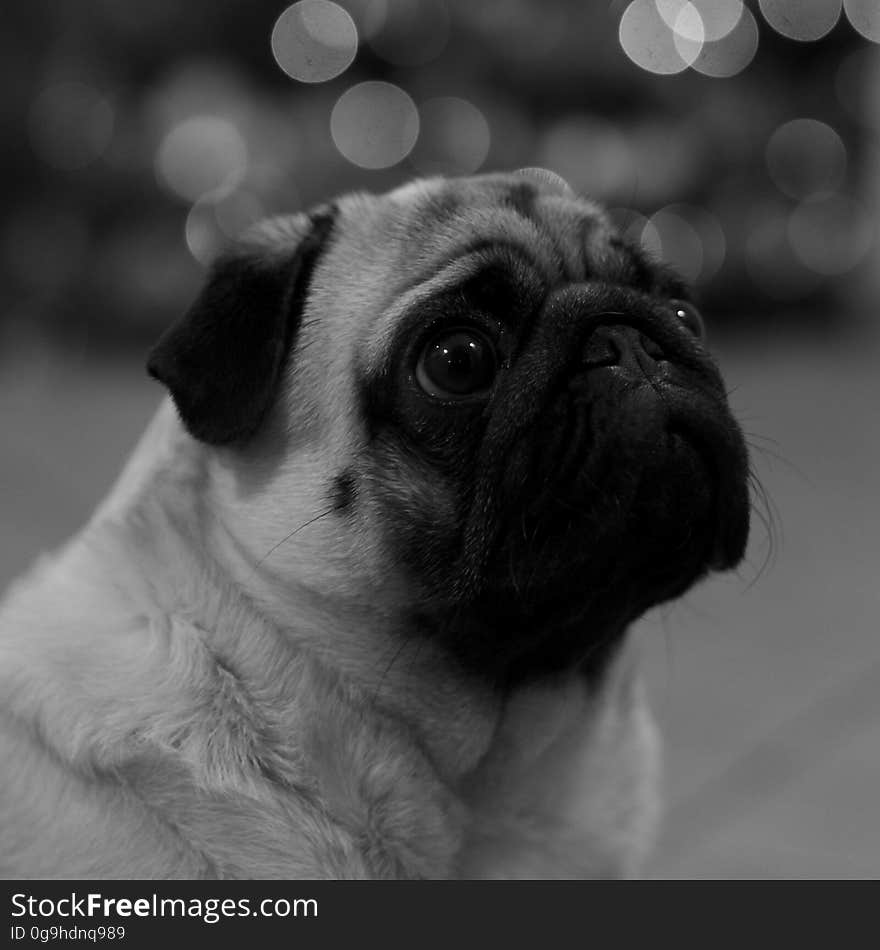 Grayscale Photography of Medium Size Dog