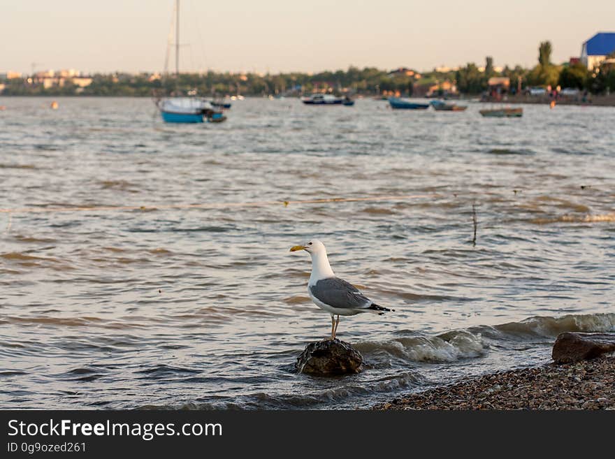 Seagull on a rock on the shore of the sea, for the background ship. Seagull on a rock on the shore of the sea, for the background ship