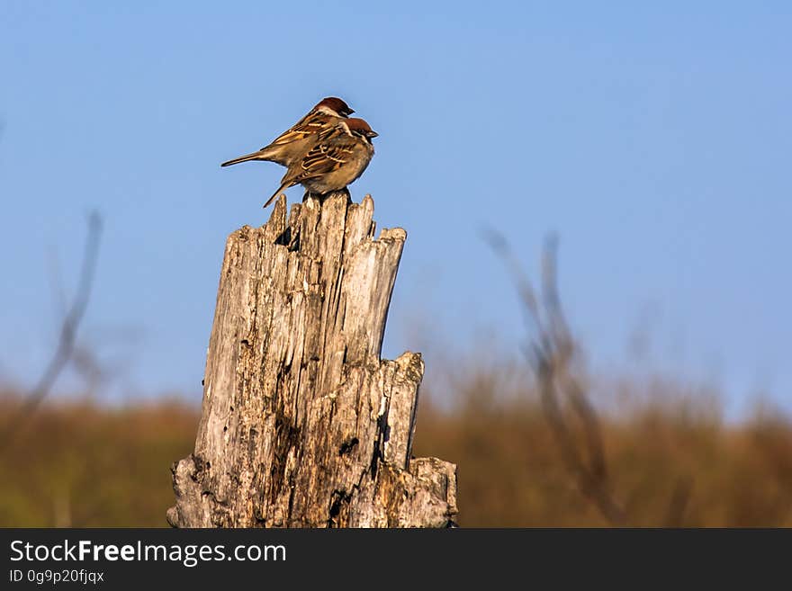 Two sparrows on a tree stump against the sky