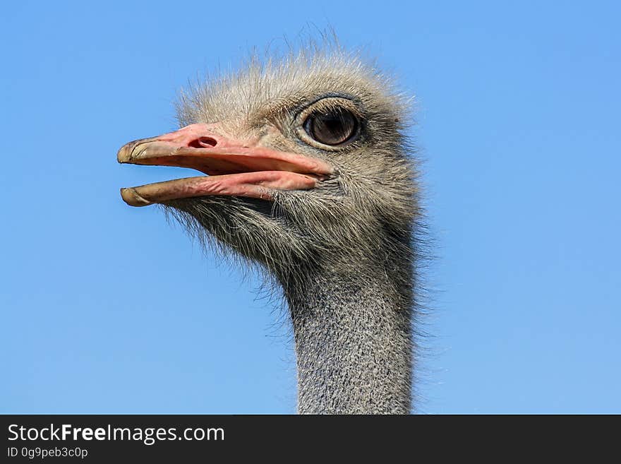 Head ostrich on a background of blue sky. Head ostrich on a background of blue sky