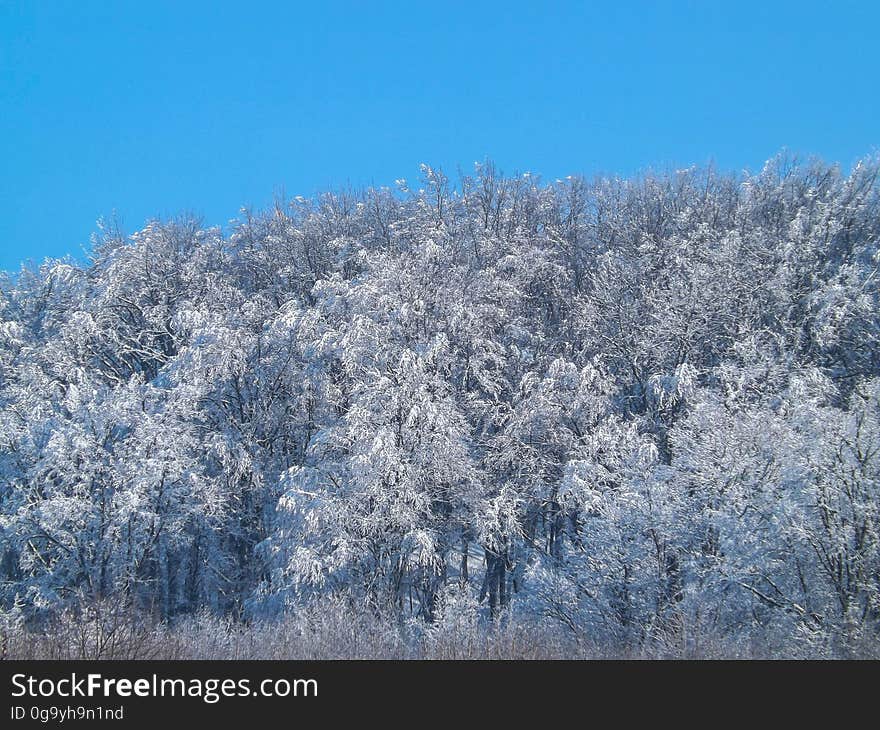 Frozen threes during winter