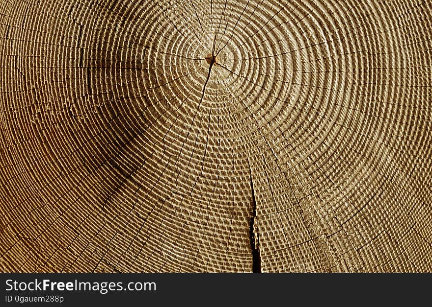 Wood in detail. A section of wood suitable for background or web use. Wood in detail. A section of wood suitable for background or web use.