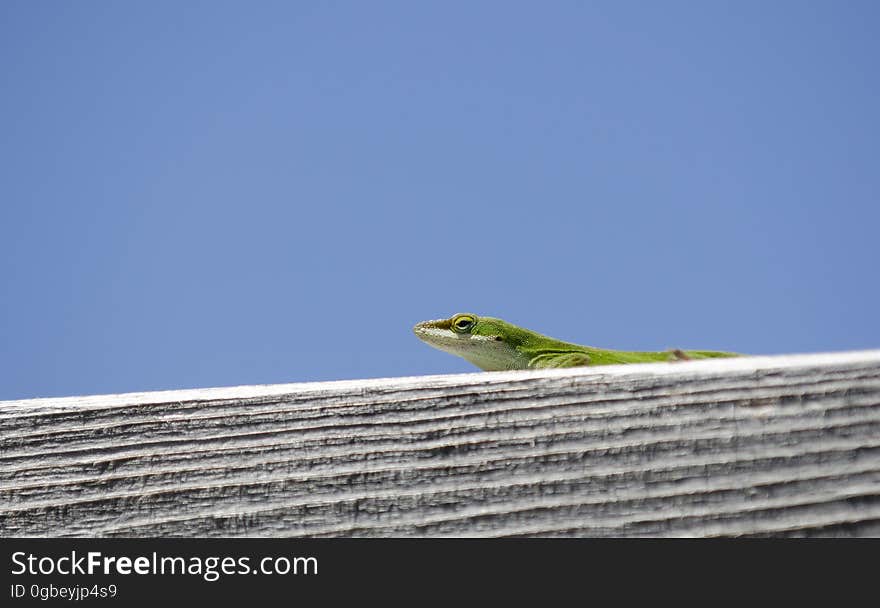 Green Carolina Anole chameleon lizard, Anolis carolinensis, on blue sky negative space background. Athens, Georgia. USA. Green Carolina Anole chameleon lizard, Anolis carolinensis, on blue sky negative space background. Athens, Georgia. USA