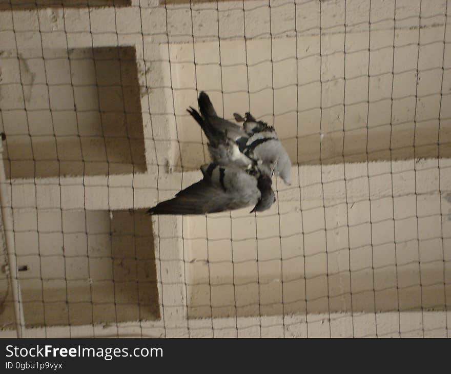 Mesh, Bird, Grey, Beak, Wire fencing, Wing