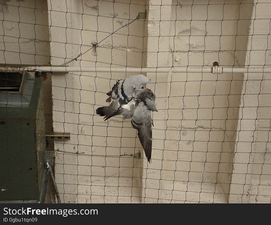 Beak, Grey, Bird, Pet supply, Flooring, Snout