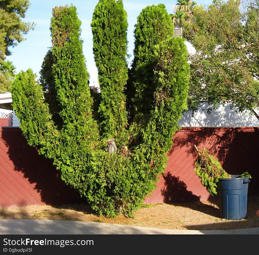 An interesting picture is better with a good story. This large cedar bush grows adjacent to our swimming pool. It is not te best location, since these trees drop a lot of debris into the pool. But it makes for a nice, lush green barrier, extra special to have here in Arizona. A few years ago, we trimmed back all of the greenery since it was overgrown, and while before, it was one large green blob, it has grown back more along the lines of its main branches. What we know is that over the weekend, my 24 year old step son, a bit bored on the weekend, looked up at the tree and had some inspirtation from Edward Scissorhands- so he grabbed a saw, and knocked down a branch that was in the middle &#x28;sitting in the blue trash can&#x29; leaving us what is obvious, in an anthropomorphizing view, a giant green hand. I have to admit, I agree, and just smile at the thought train that went through his head. I like the big green hand, so let&#x27;s give a hand to our live in artist!. An interesting picture is better with a good story. This large cedar bush grows adjacent to our swimming pool. It is not te best location, since these trees drop a lot of debris into the pool. But it makes for a nice, lush green barrier, extra special to have here in Arizona. A few years ago, we trimmed back all of the greenery since it was overgrown, and while before, it was one large green blob, it has grown back more along the lines of its main branches. What we know is that over the weekend, my 24 year old step son, a bit bored on the weekend, looked up at the tree and had some inspirtation from Edward Scissorhands- so he grabbed a saw, and knocked down a branch that was in the middle &#x28;sitting in the blue trash can&#x29; leaving us what is obvious, in an anthropomorphizing view, a giant green hand. I have to admit, I agree, and just smile at the thought train that went through his head. I like the big green hand, so let&#x27;s give a hand to our live in artist!