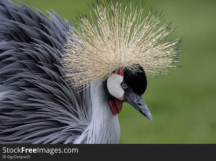 Close Up Photo of Gray and Black Bird