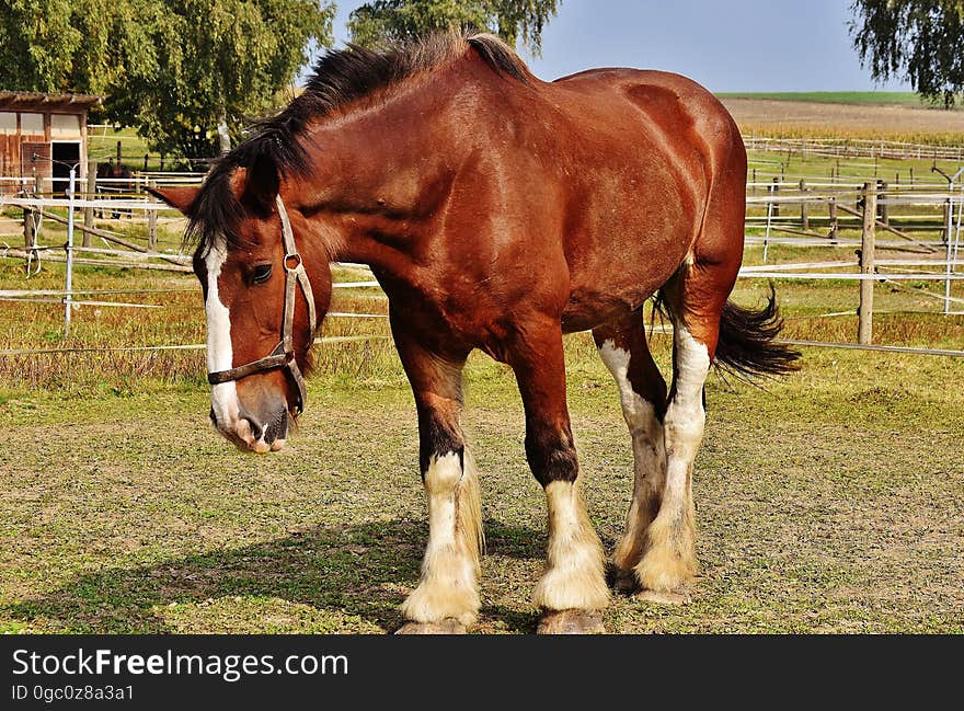 Brown and White Horse Standing on Green Grass Under Blue Sky during Daytime