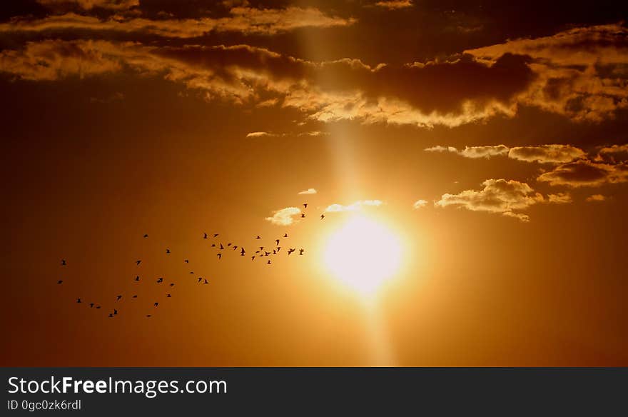 Flock of Birds Flying Under Sun and Clouds