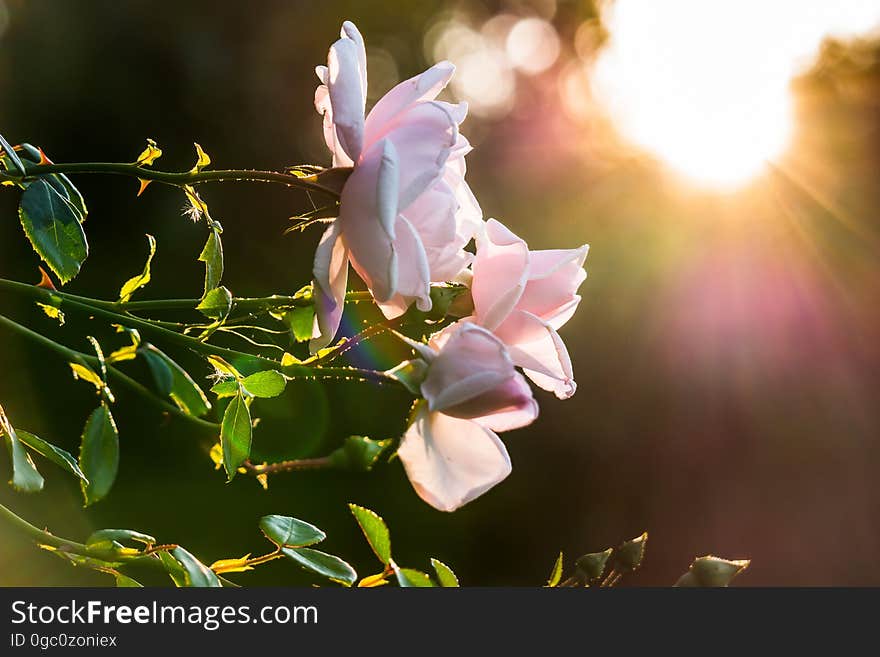 A rose bush with pink flowers with the setting sun in the background. A rose bush with pink flowers with the setting sun in the background.