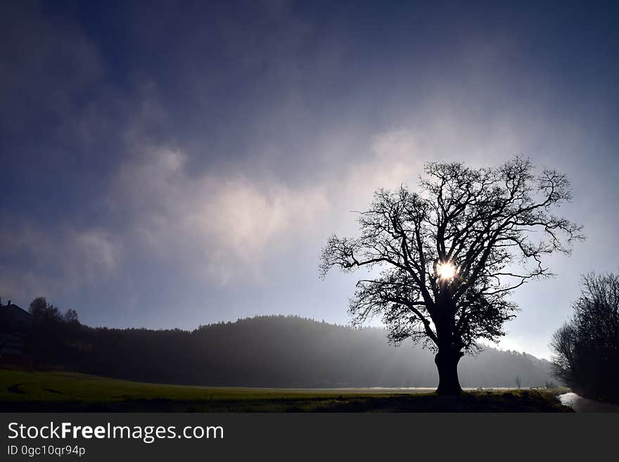 A tree on a field with mountains in the distance at sunset. A tree on a field with mountains in the distance at sunset.