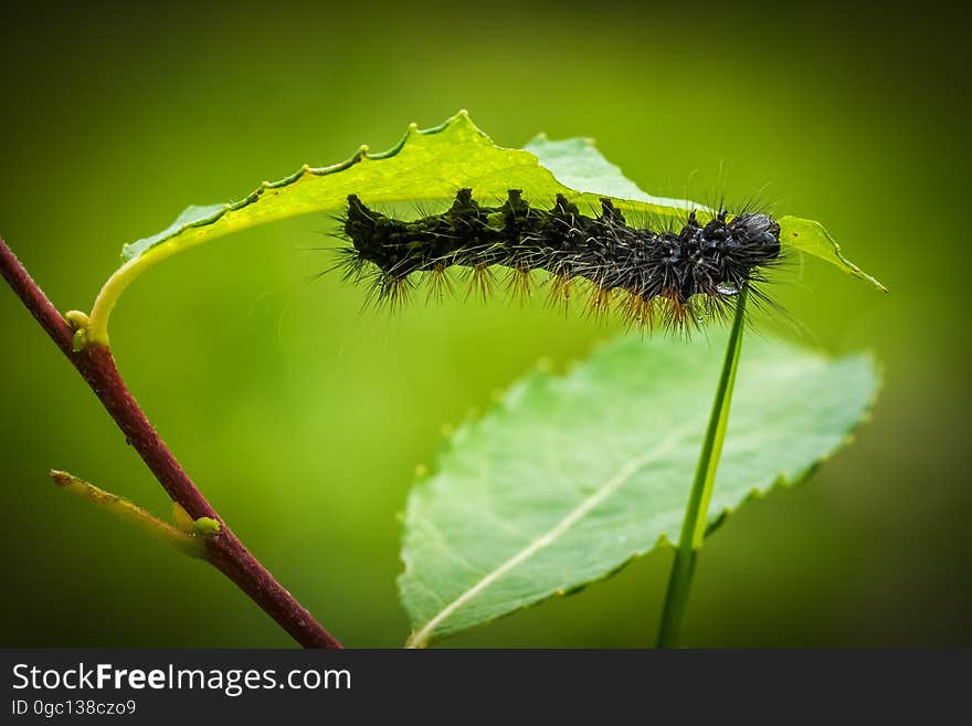 Black Moth on Green Leaf Plant