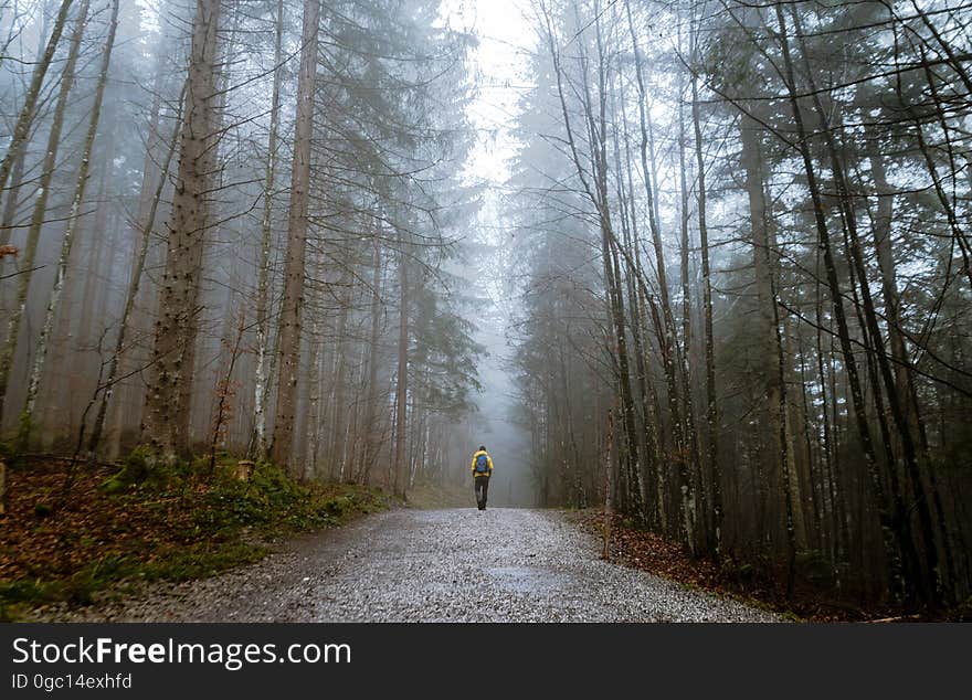 A person walks alone in a forest.