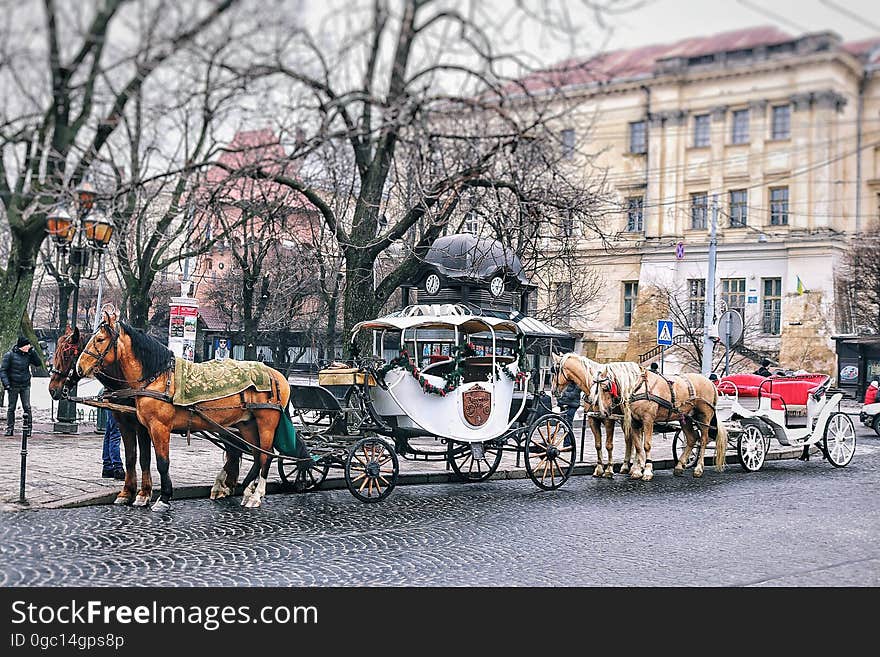 Horse pulled carriages standing curbside on a cobblestone city street. Horse pulled carriages standing curbside on a cobblestone city street.