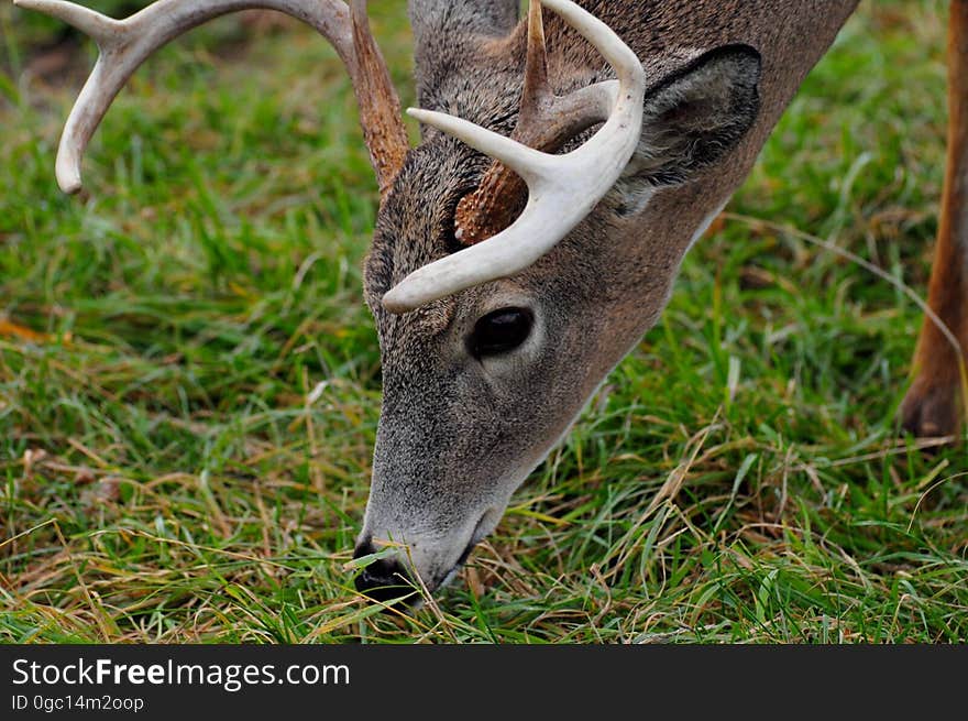 Closeup of the face of a male deer as he is eating grass. Closeup of the face of a male deer as he is eating grass.