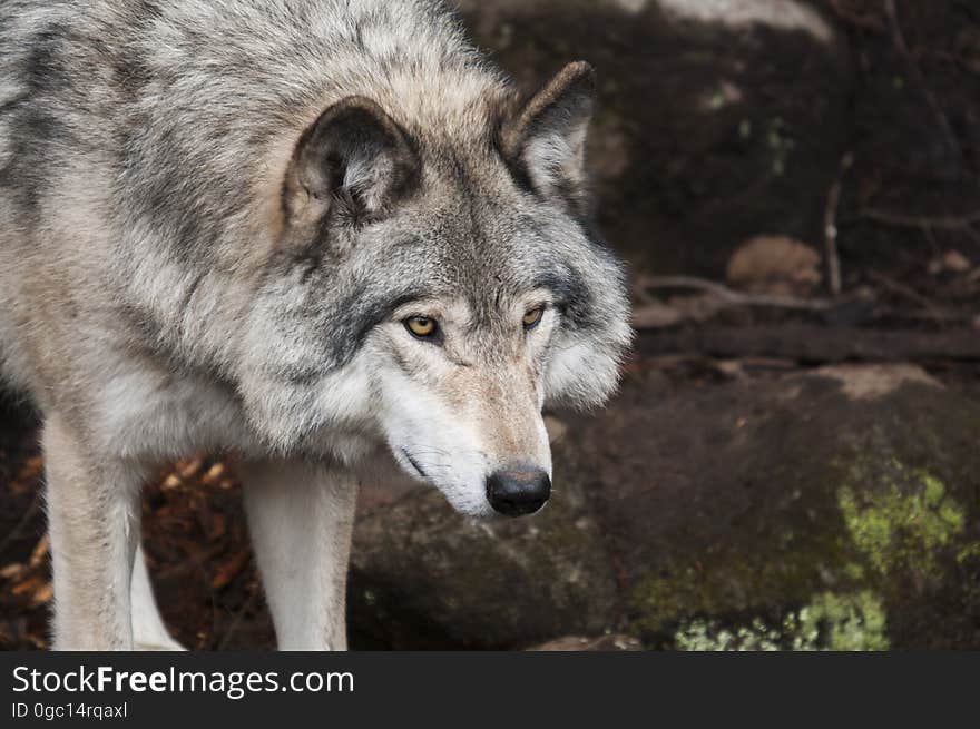 Close up portrait of wild wolf outdoors in natural habitat.