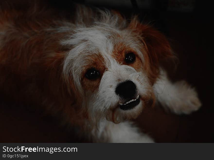 Close up studio portrait of brown and white dog on black. Close up studio portrait of brown and white dog on black.