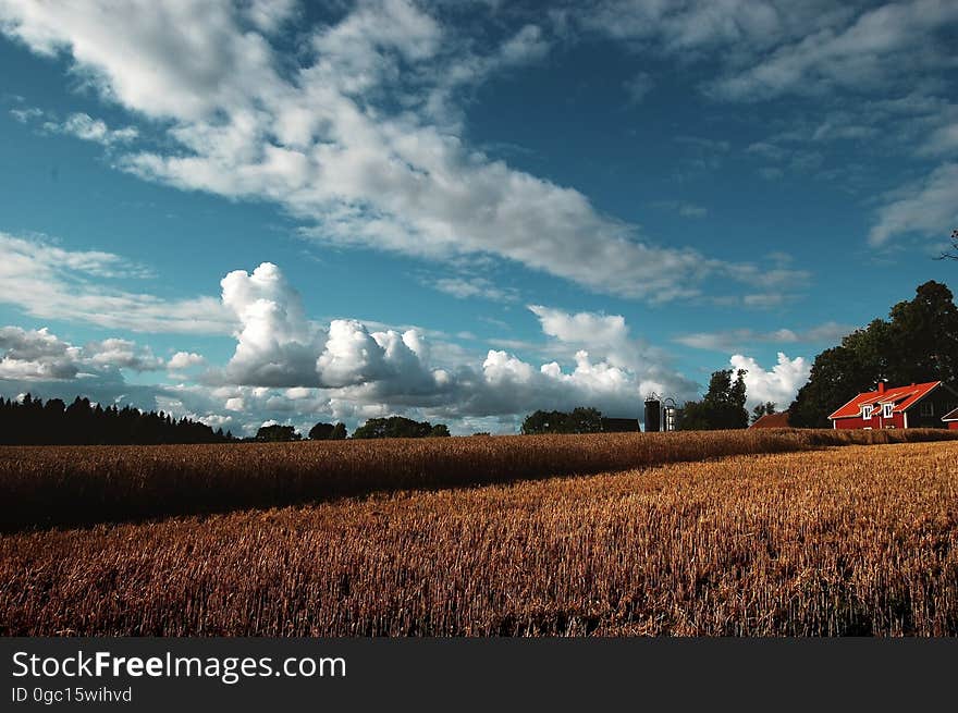 Red farm house in field of crops in rural countryside against blue skies with clouds. Red farm house in field of crops in rural countryside against blue skies with clouds.