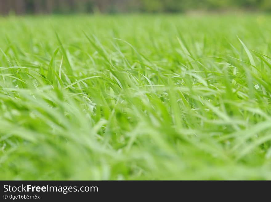 Green grass on a field in the summer.