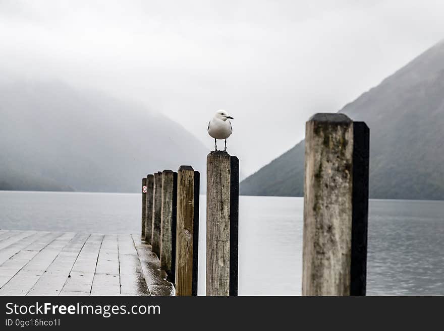 A seagull standing on a pole next to a pier in harbor. A seagull standing on a pole next to a pier in harbor.