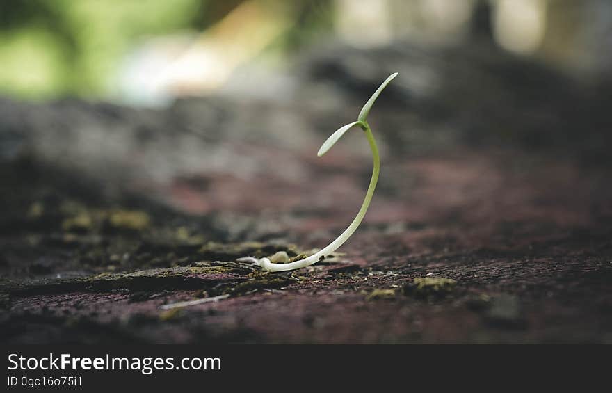 A close up of a fresh sprout growing.