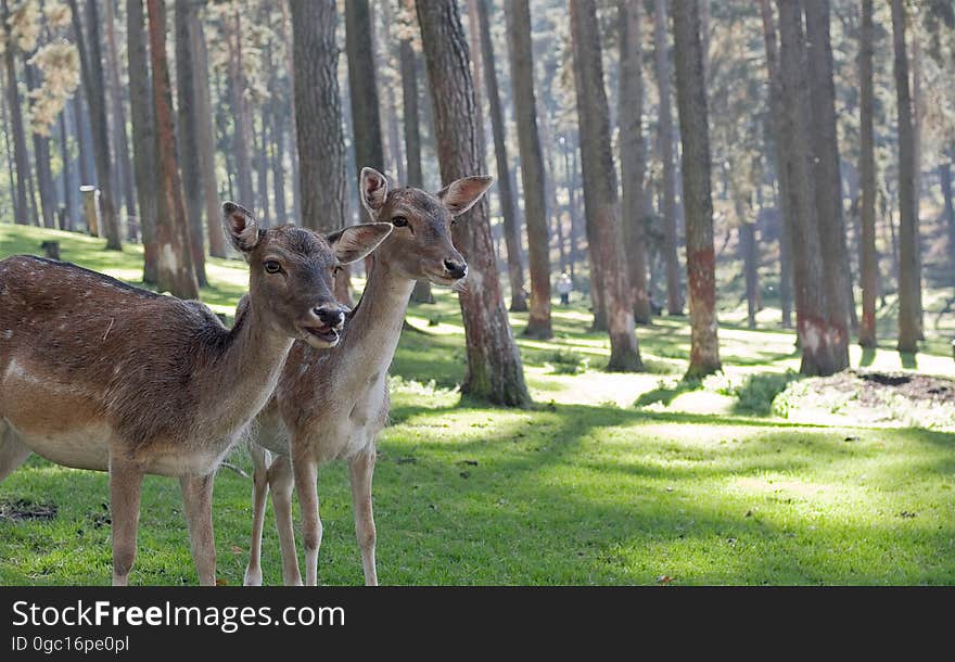 A pair of deer in a forest in the sunlight. A pair of deer in a forest in the sunlight.