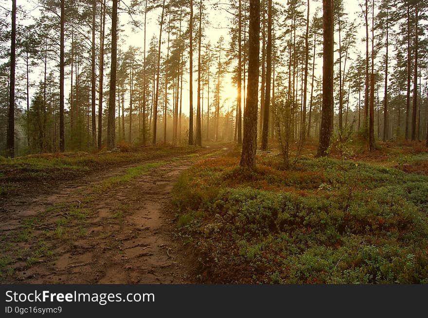 Sunrise through trees in forest. Sunrise through trees in forest.