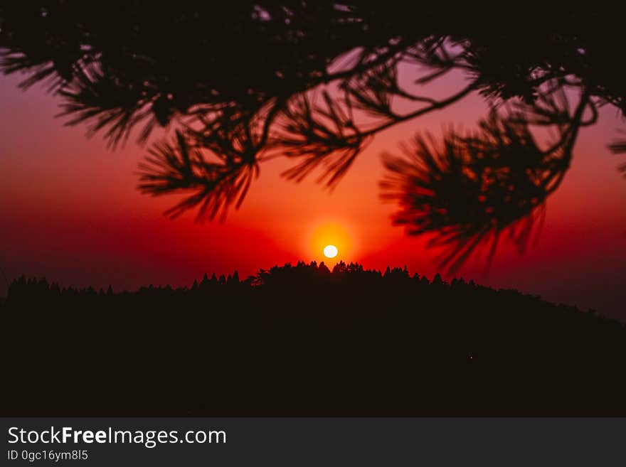 Red sky with setting sun through limbs on pine tree. Red sky with setting sun through limbs on pine tree.