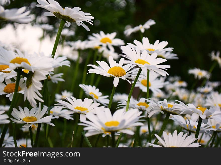 Close up of white daisy flowers blooming outdoors.