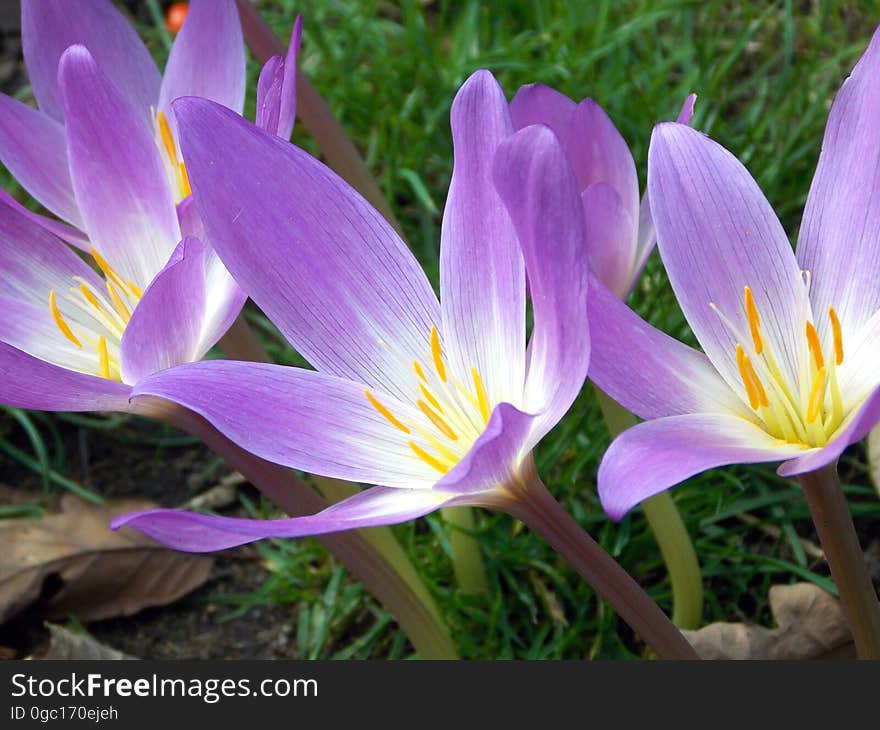 Close up of purple petals on blooming flowers in green garden. Close up of purple petals on blooming flowers in green garden.