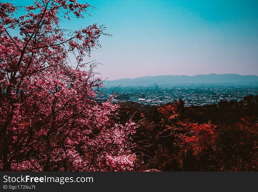 Autumn leaves on bush on hillside overlooking valley town. Autumn leaves on bush on hillside overlooking valley town.