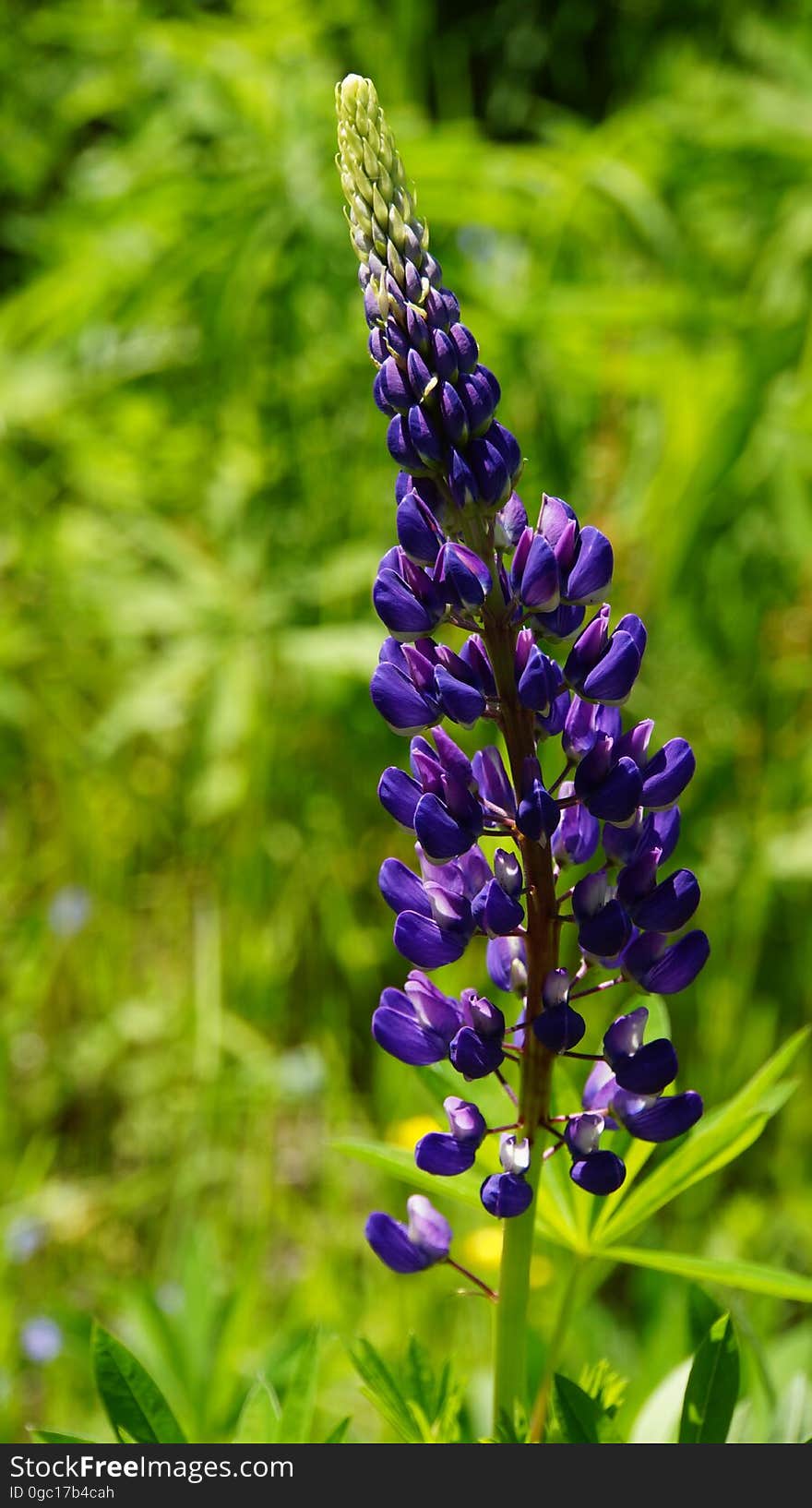 Purple Flower during Day Time