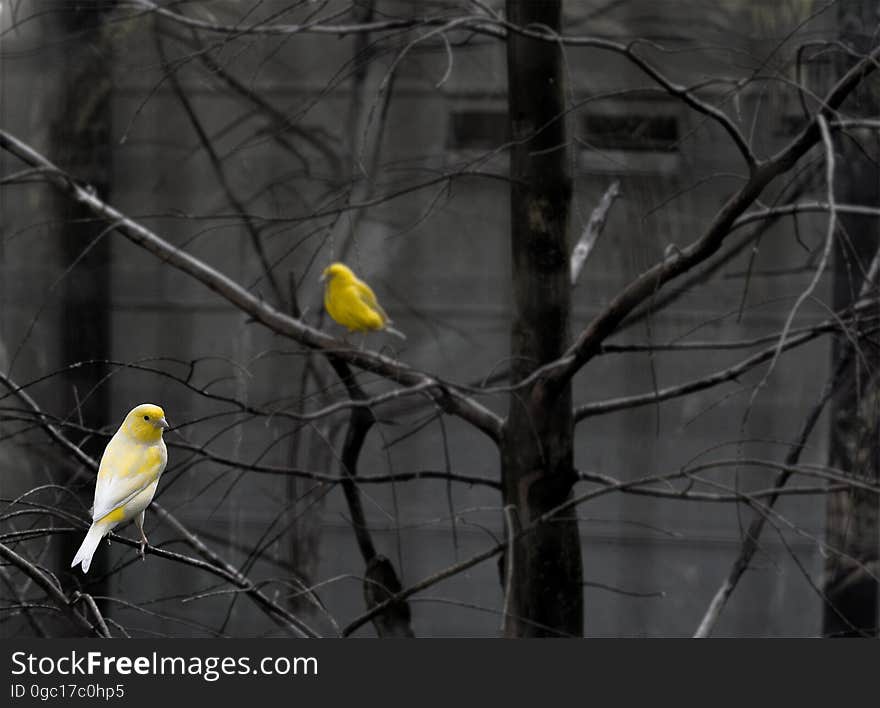 Close up of colorful yellow birds in grey bare branches outdoors. Close up of colorful yellow birds in grey bare branches outdoors.