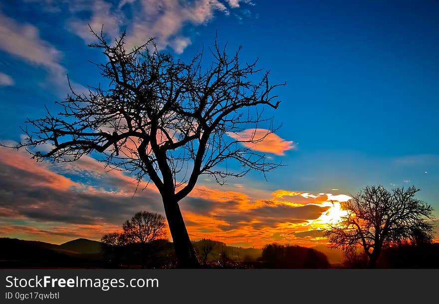 Silhouette of Bare Tree during Sunset