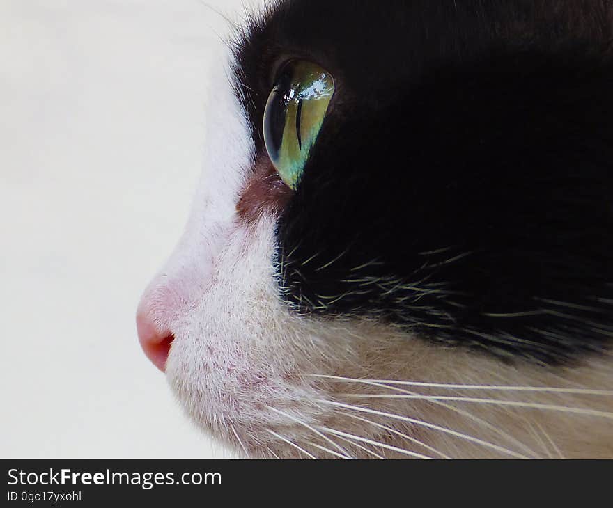 Tuxedo Cat