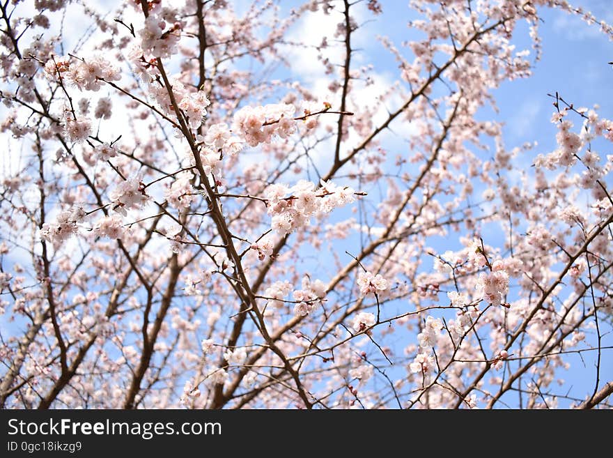 apricot flower