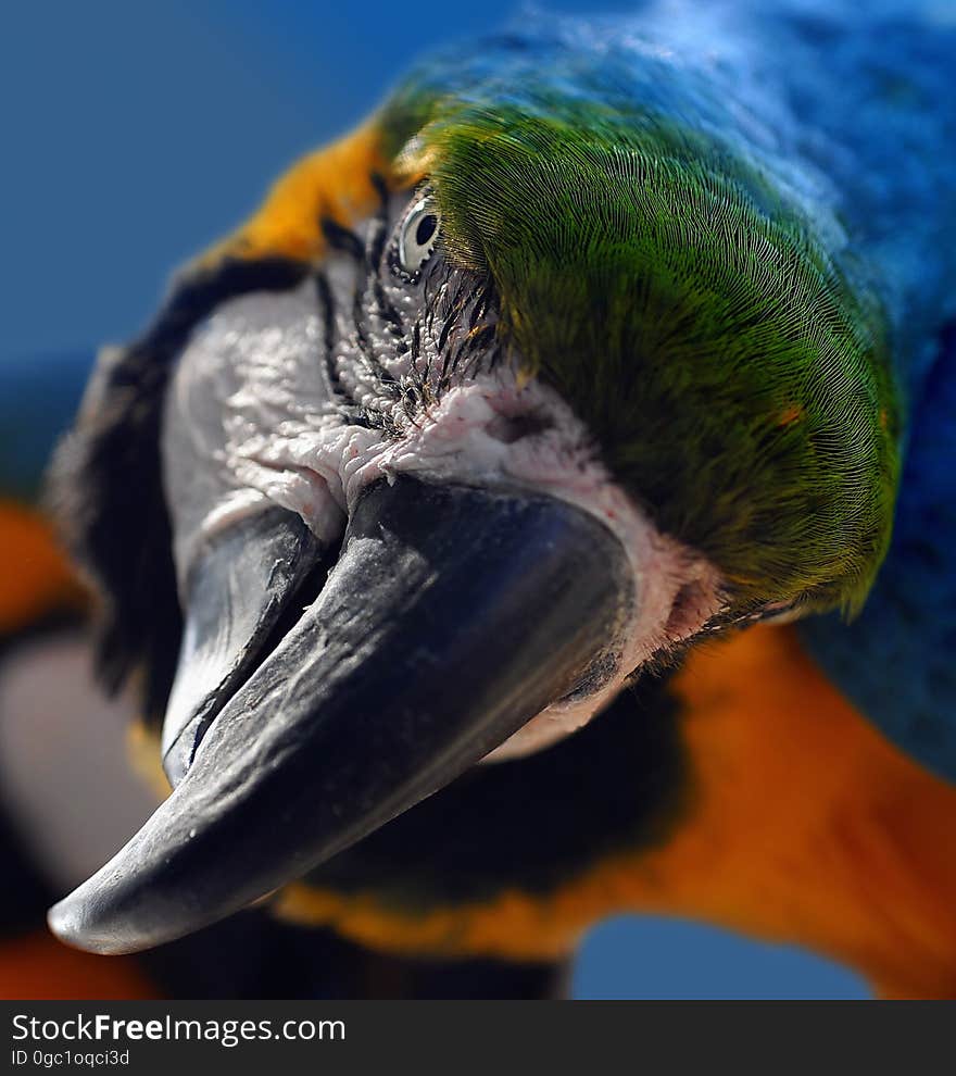 Bird, Beak, Parrot, Macaw