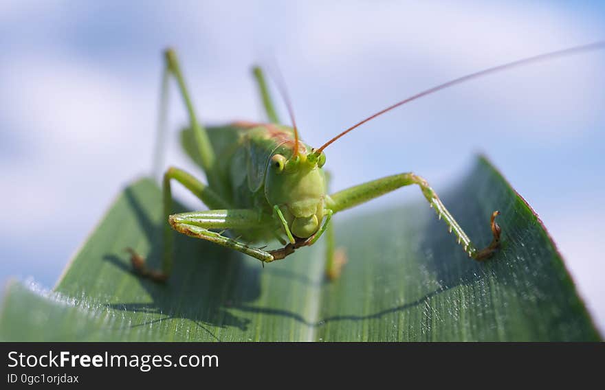 Insect, Locust, Cricket Like Insect, Cricket