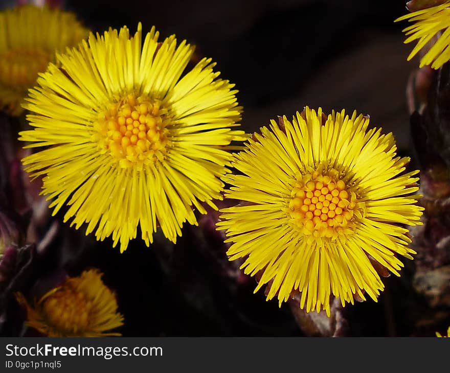 Flower, Yellow, Dandelion, Flora