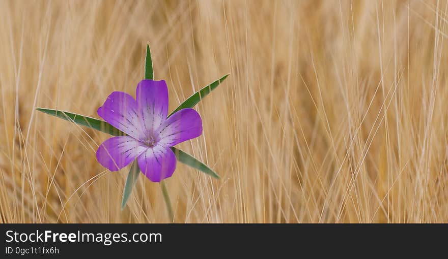 Flower, Flora, Purple, Wildflower