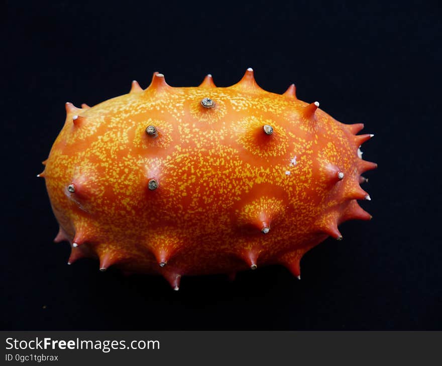 Orange, Close Up, Organism, Marine Biology