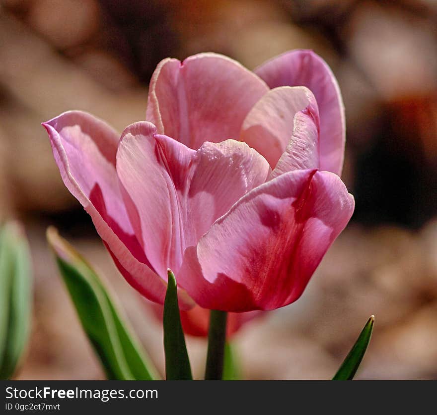 Flower, Tulip, Flowering Plant, Plant