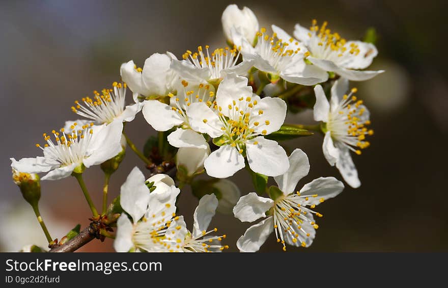 Flower, Blossom, Spring, Flora