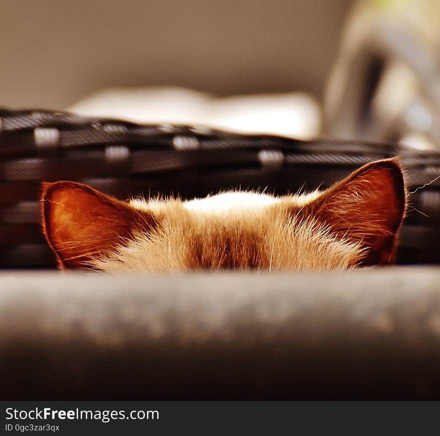 A cat sitting in a basket with only the ears visible. A cat sitting in a basket with only the ears visible.