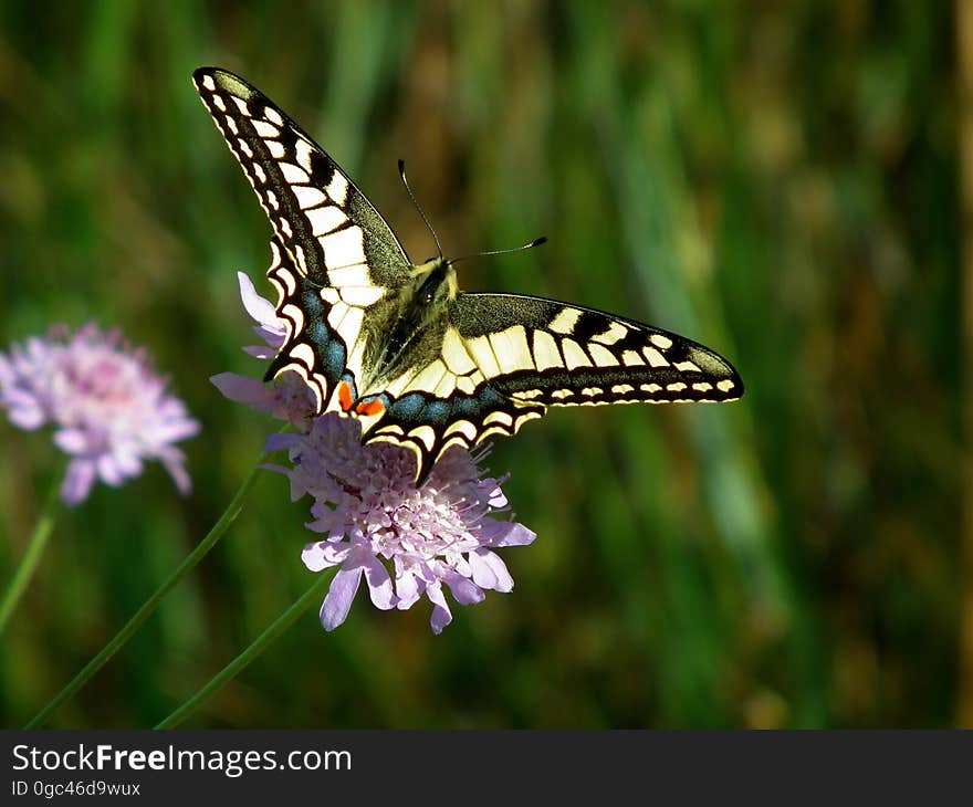 Close-up of Butterfly Pollinating on Flower